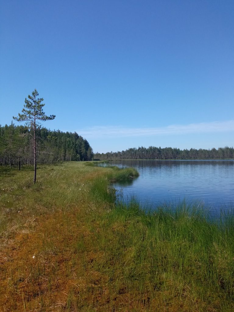 Не Сестрорецким единым: три атмосферных болота в Ленинградской области, прекрасно подходящие для прогулок