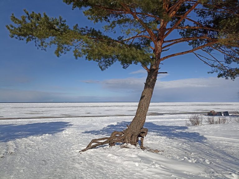 123 день зимы, или апрельская прогулка по маршруту “Ладожские берега”